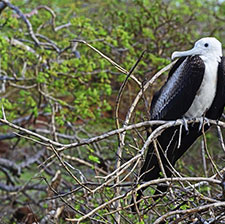 Amazon Basin