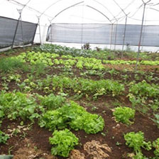Gardening And Fruit Trees