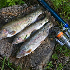 Trout Fishing