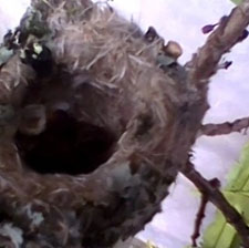 Bird Watching