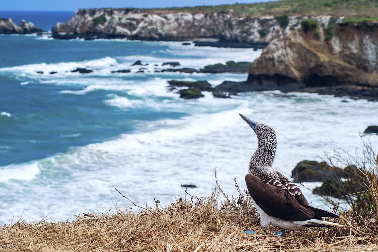 Blue-footed Booby, Ecuador Coastline, Isla de la Plata